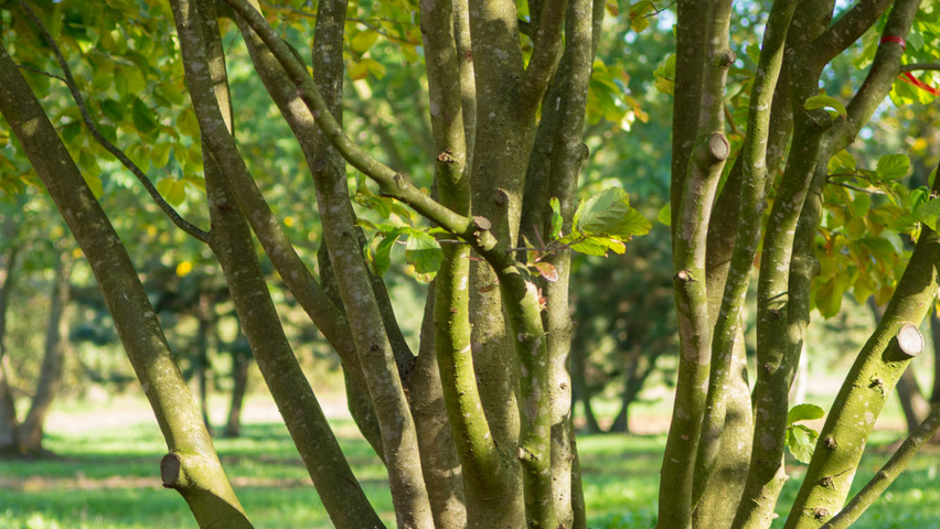 Parrotia persica bast
