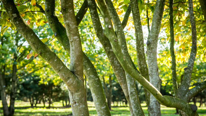 Parrotia persica bast