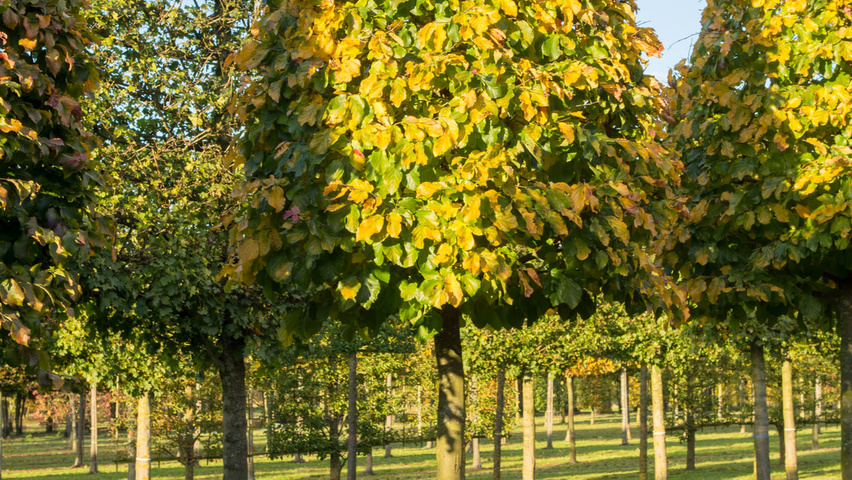 Parrotia persica bijenkorf