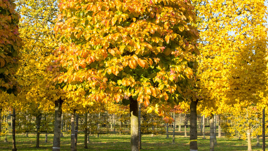 Parrotia persica bijenkorf