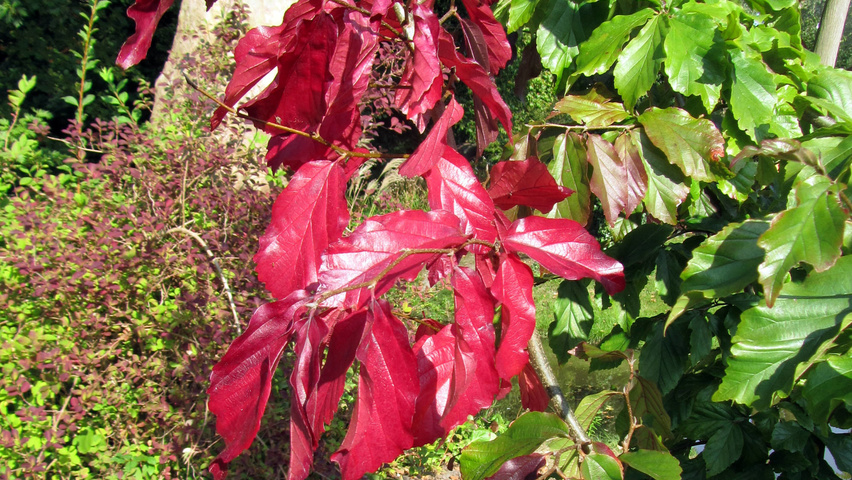 Parrotia persica 'Bella' осенняя  листьев