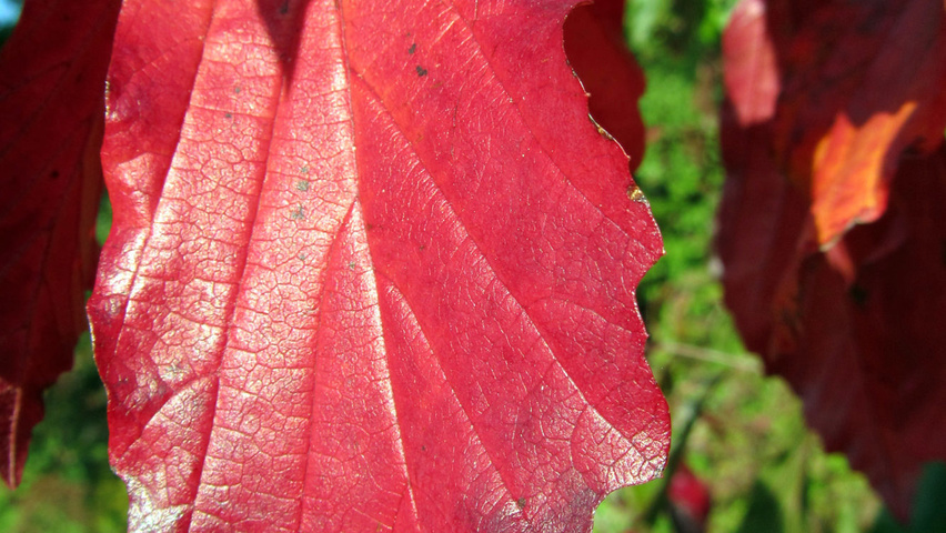 Parrotia persica 'Bella' осенняя  листьев