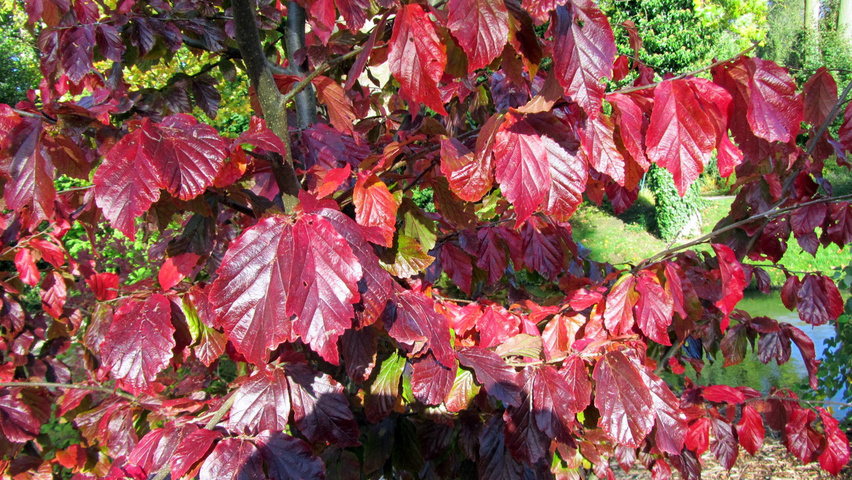 Parrotia persica 'Bella' осенняя  листьев