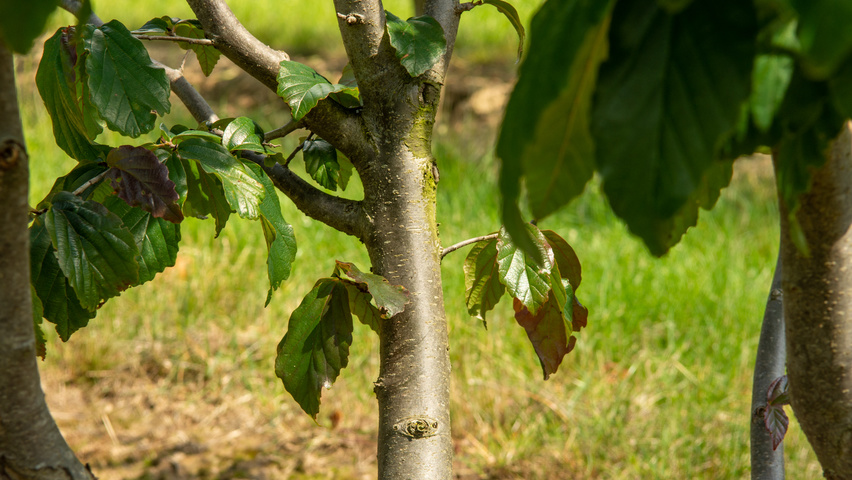 Parrotia persica 'Bella' кора