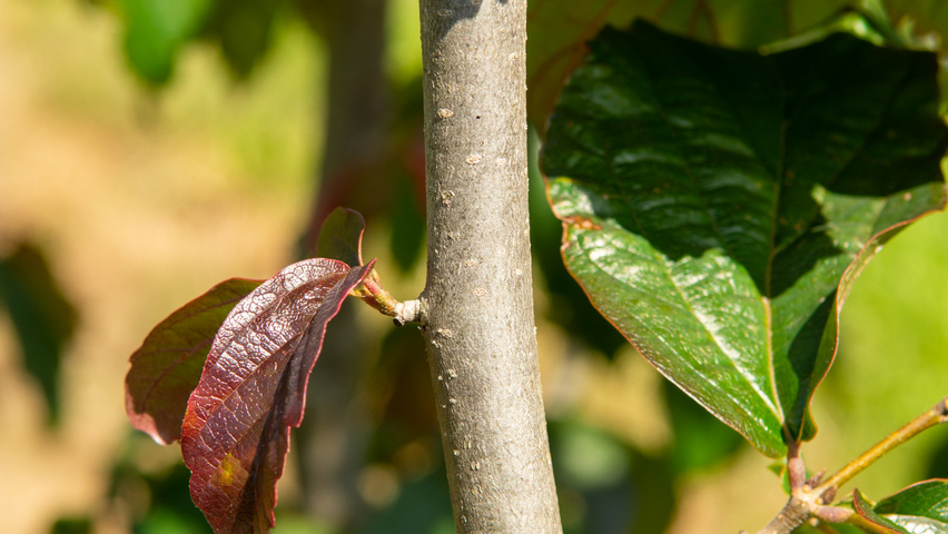 Parrotia persica 'Bella' кора