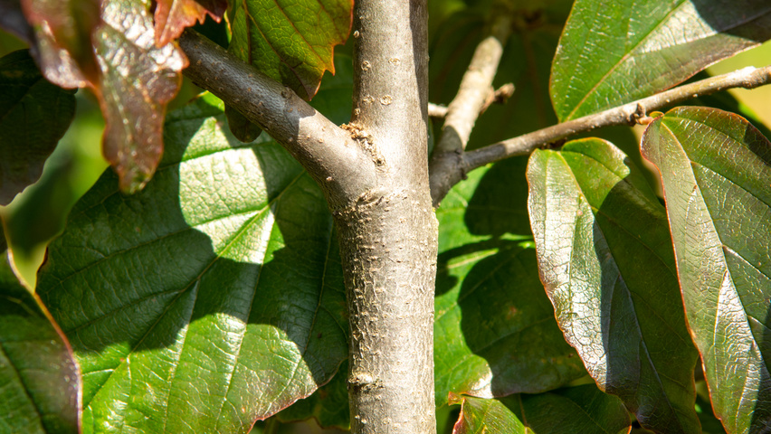Parrotia persica 'Bella' кора