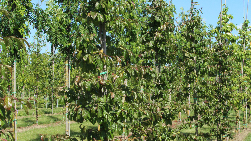 Parrotia persica 'Bella' Деревья с центральным стволом и ветвями от земли