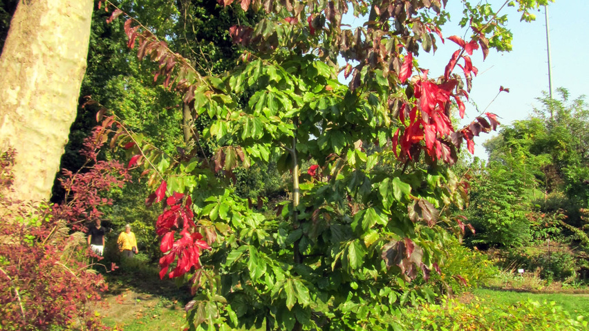 Parrotia persica 'Bella' Деревья с центральным стволом и ветвями от земли