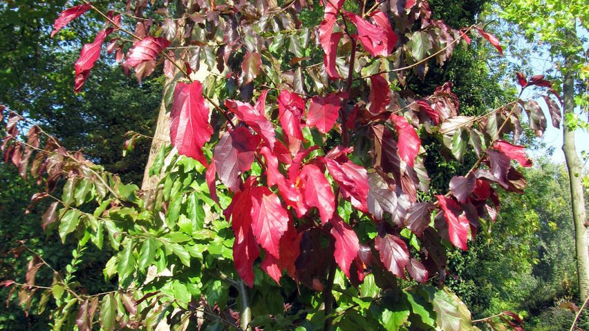 Parrotia persica 'Bella' Деревья с центральным стволом и ветвями от земли