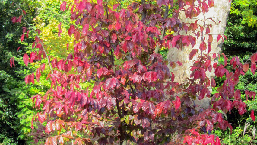 Parrotia persica 'Bella' Деревья с центральным стволом и ветвями от земли