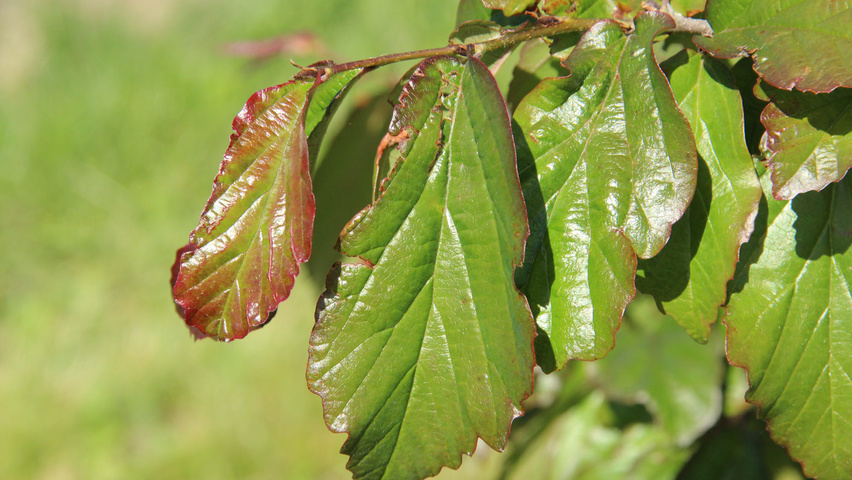 Parrotia persica 'Bella' листья
