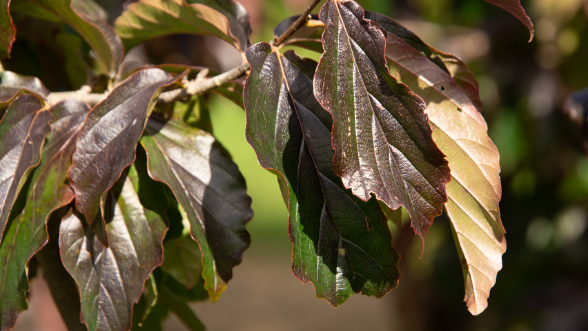 Parrotia persica 'Bella' листья