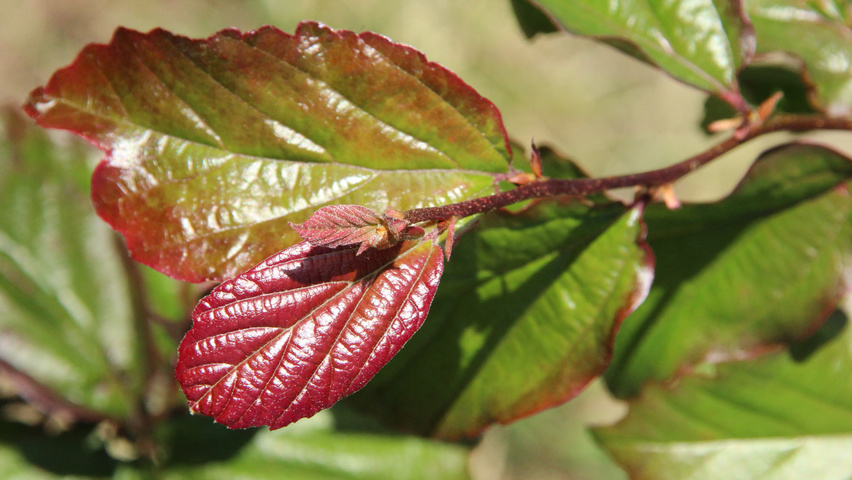 Parrotia persica 'Bella' листья