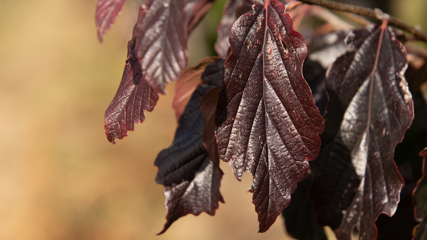 Parrotia persica 'Bella' листья