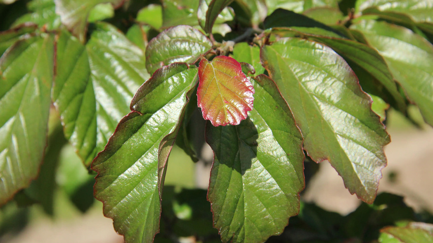 Parrotia persica 'Bella' листья