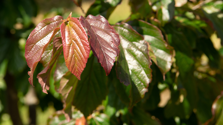 Parrotia persica 'Bella' листья