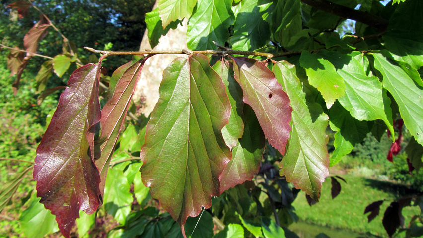 Parrotia persica 'Bella' листья
