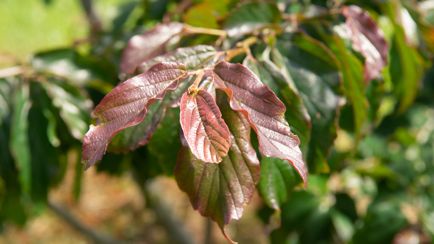 Parrotia persica 'Bella' листья