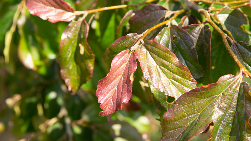 Parrotia persica 'Bella' листья