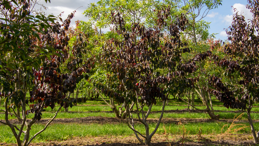 Parrotia persica 'Bella' Многоствольные деревья