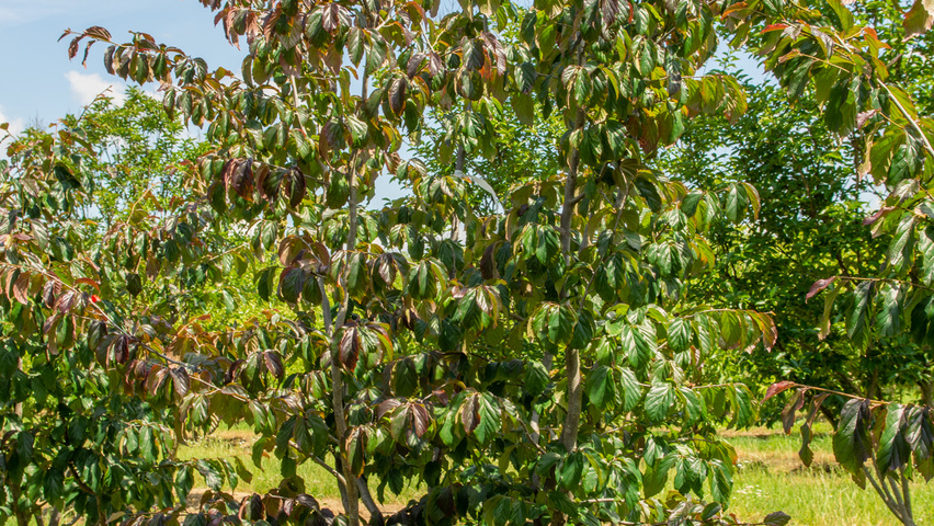 Parrotia persica 'Bella' Многоствольные деревья