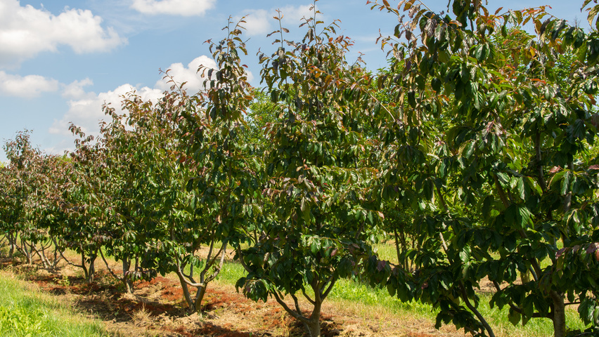 Parrotia persica 'Bella' Многоствольные деревья