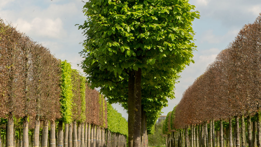Parrotia persica blok