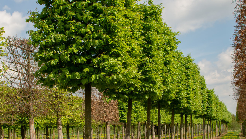 Parrotia persica blok