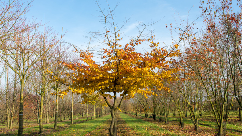 Parrotia persica karakteristiek