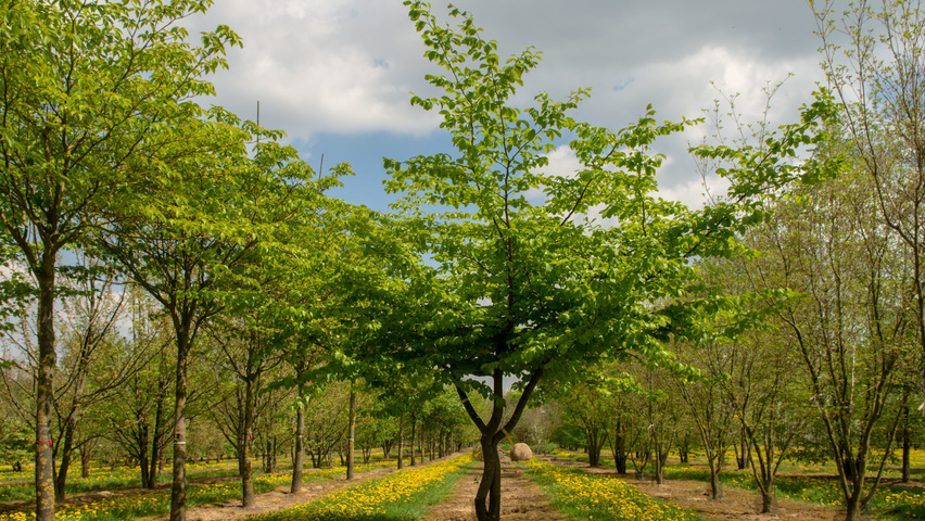 Parrotia persica karakteristiek