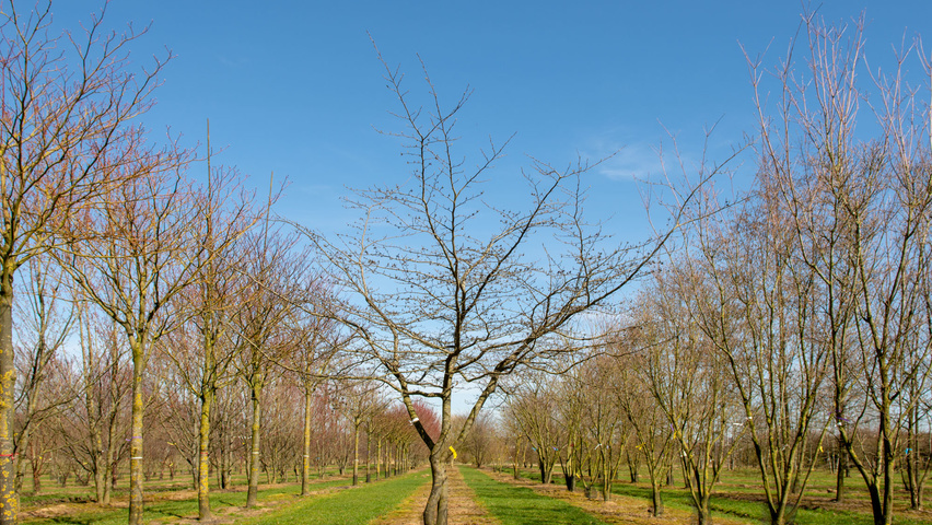 Parrotia persica karakteristiek