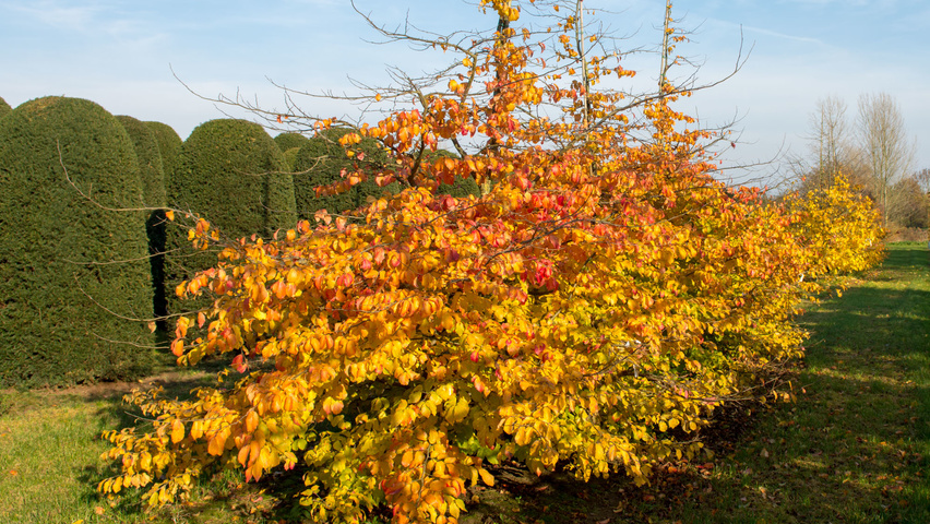 Parrotia persica beveerd