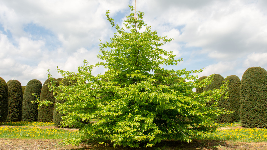 Parrotia persica beveerd