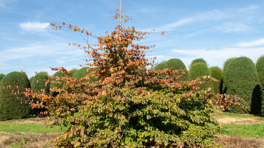 Parrotia persica beveerd