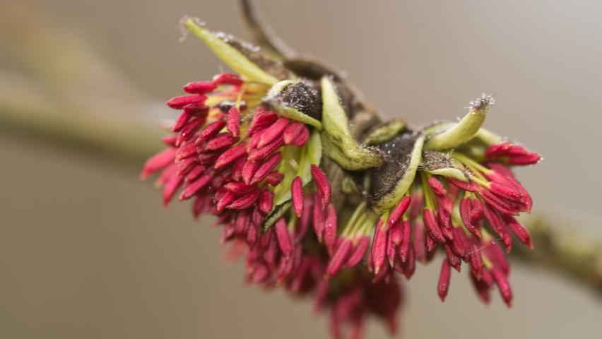 Parrotia persica bloem