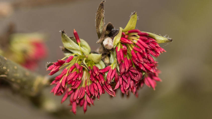 Parrotia persica bloem