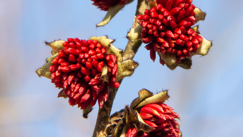 Parrotia persica bloem