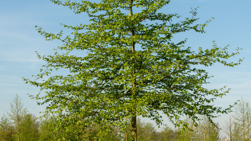Parrotia persica hoogstam