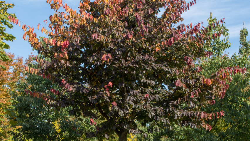 Parrotia persica hoogstam
