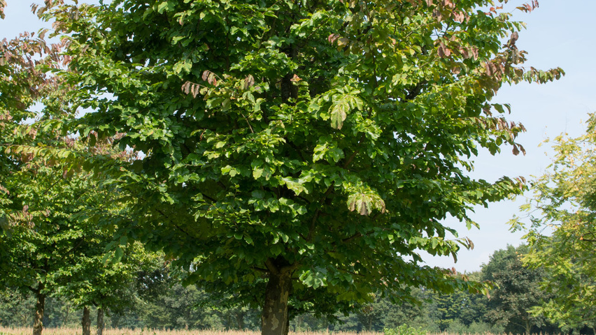 Parrotia persica hoogstam