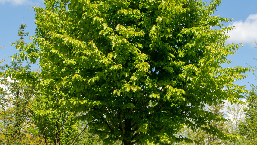 Parrotia persica hoogstam