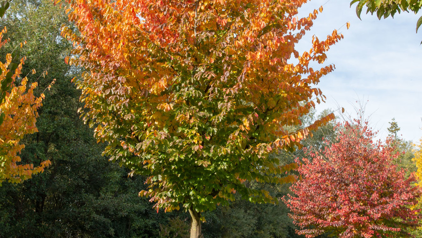 Parrotia persica hoogstam