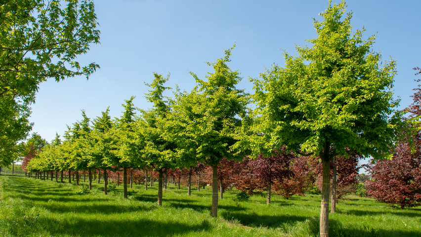 Parrotia persica hoogstam