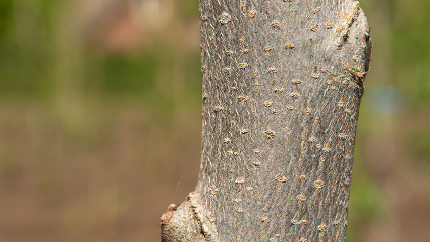 Parrotia persica 'Jodrell Bank' bast