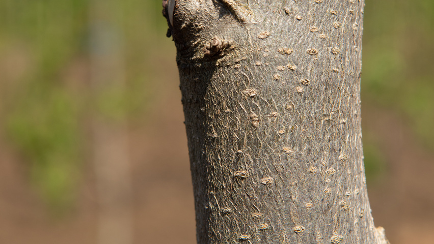Parrotia persica 'Jodrell Bank' bast