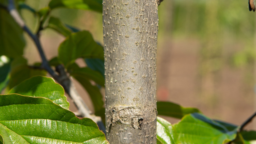Parrotia persica 'Jodrell Bank' bast