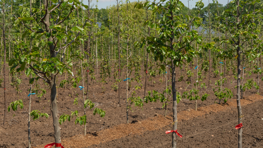 Parrotia persica 'Jodrell Bank' hoogstam