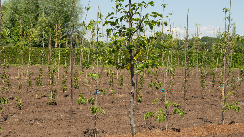 Parrotia persica 'Jodrell Bank' hoogstam