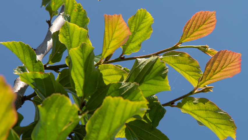 Parrotia persica 'Jodrell Bank' blad