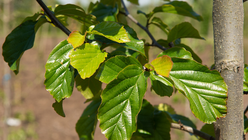 Parrotia persica 'Jodrell Bank' blad